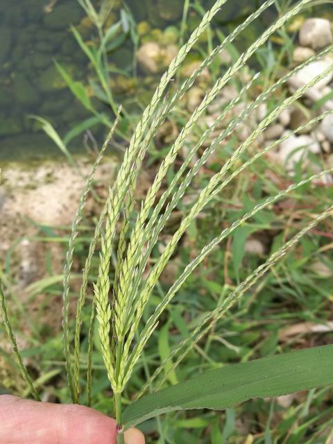 Chloris gayana (Poaceae)